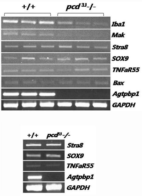 Analysis Of Male Germ Cell Specific Gene Expression In The Testes Of