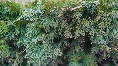 Closeup Of Beautiful Green Christmas Leaves Of Thuja Trees On Green