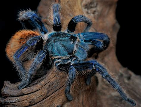 blue cobalt tarantula care  complete guide  beginners