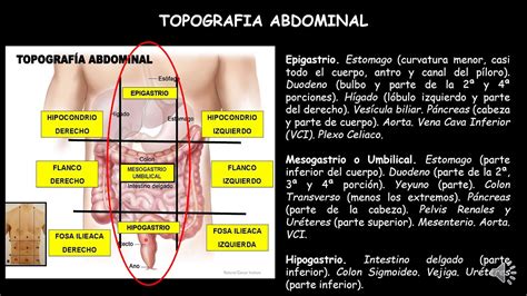 Topografia Abdomen Estudiar