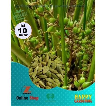 Jual Biji Benih Tanaman Herbal Kapulaga India Kapulogo Isi 10butir