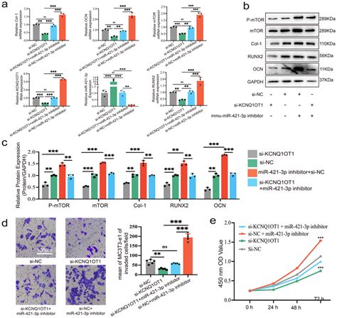 Kcnq Ot Enhances Cell Proliferation Migration And Osteogenic