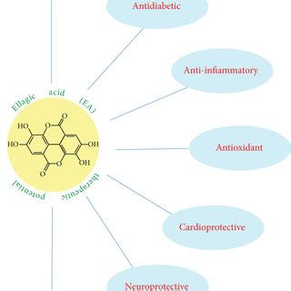 Absorption And Metabolism Routes Of Ellagitannins And Ellagic Acid