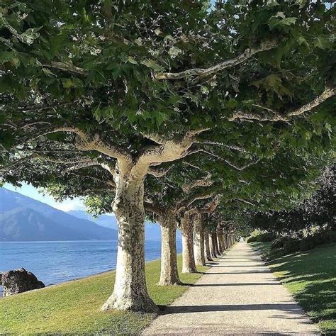 The Giardini Di Villa Melzi On The Beautiful Lake Como Greetings