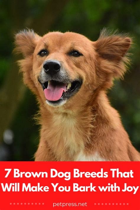 7 Brown Dog Breeds That Will Make You Bark with Joy