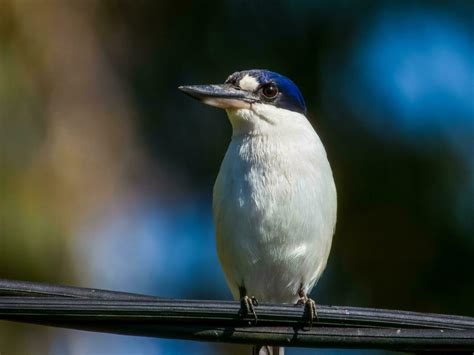 Forest Kingfisher in Australia 25932977 Stock Photo at Vecteezy