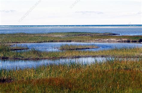 Cape Cod Salt Marsh Stock Image E6000109 Science Photo Library