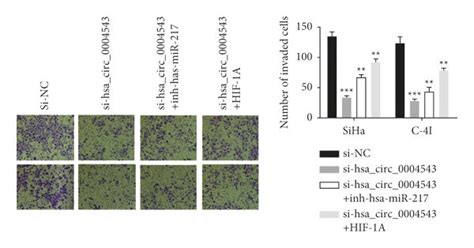 Hsa Mir 217 Knockdown Or Hif 1a Overexpression Rescued Hsacirc0004543