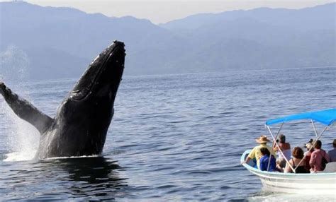 Comienza La Temporada De Avistamiento De Ballenas En Puerto Vallarta