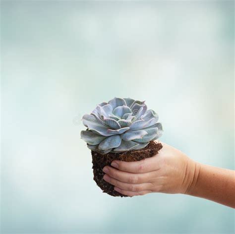 Hand Holding Succulent Plant Stock Photo - Image of earth, element ...