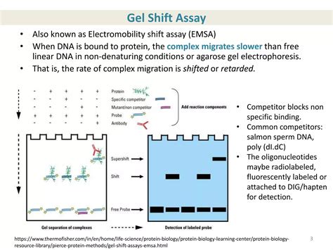 Role Of Seqa In Replication And Chromosomal Damage Ppt