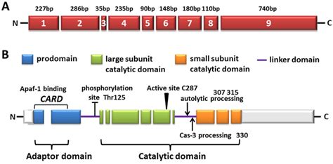 Caspase 9 Structure Mechanisms And Clinical Application Oncotarget