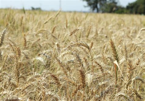 Rea Plantada Trigo Pode Ser A Segunda Maior Da Hist Ria Aponta