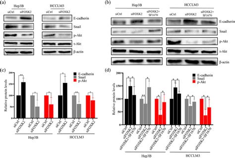 Foxk May Regulate The Emt In Hep B Or Hcclm Cells Through The Akt