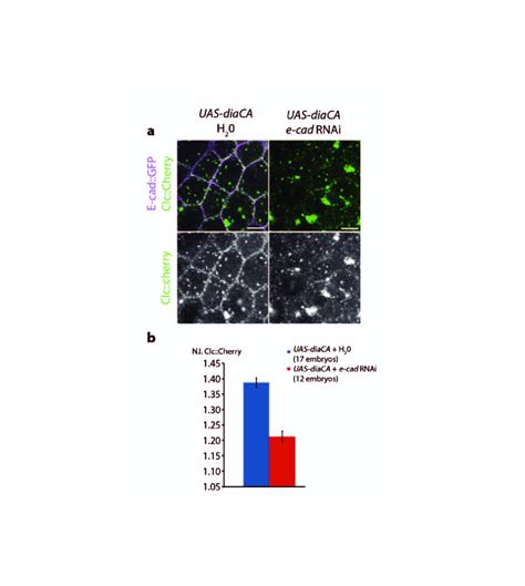 Figure S E Cadherin Is Required For Clathrin Junctional Enrichment