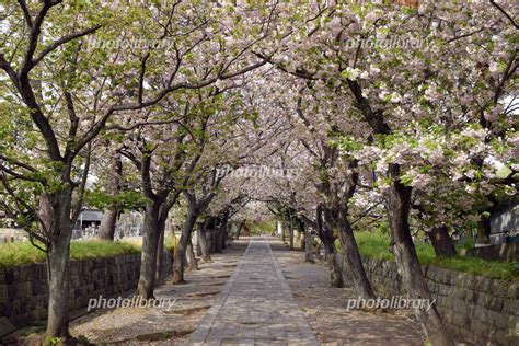 藤沢 遊行寺 いろは坂 桜のトンネル 写真素材 5035657 フォトライブラリー Photolibrary