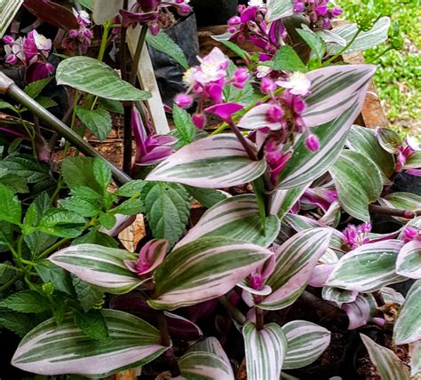 Tradescantia Cerinthoides Variegata Pflanzen Pflege Pflanzen