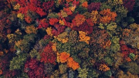 Foliage Autunnale Perch Fa Bene I Benefici Per Mente E Corpo Corpo