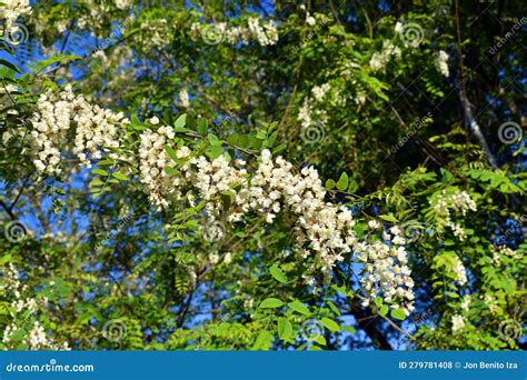 Black Locust Flowers Robinia Pseudoacacia Stock Photo Image Of