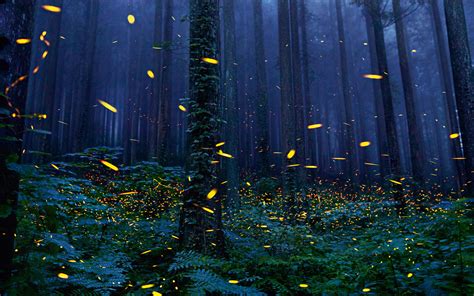 Wallpaper Fireflies Forest 3360x2100 Quigonx 1181241 Hd