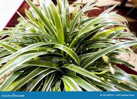 Spider Plant Chlorophytum Comosum Aka Spider Plant Airplane Plant Stock Image Image Of