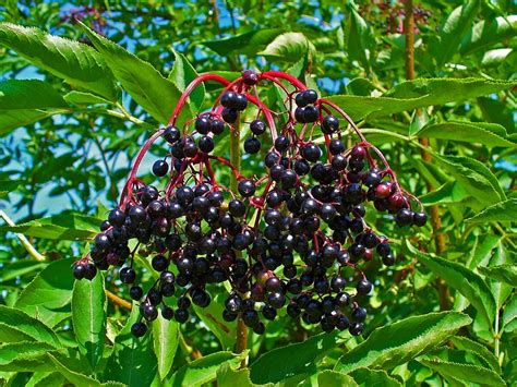 Sambucus Nigra Black Elder Elder Elderberry European Elderberry