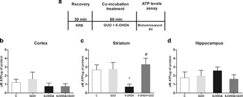 Intracellular Atp Levels In Slices Subjected To 6 Ohda Induced Toxicity Download Scientific