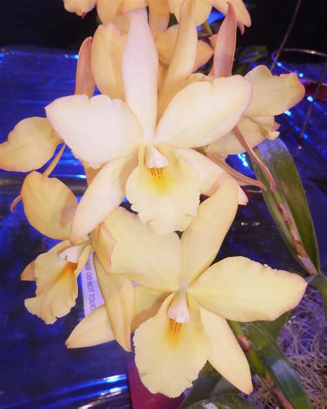 OrchidsWorldCom On Twitter C Iwan Apple Blossom The Flowers Are