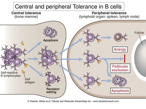 Ppt Molecular Mechanisms Of Immune Tolerance Central Tolerance