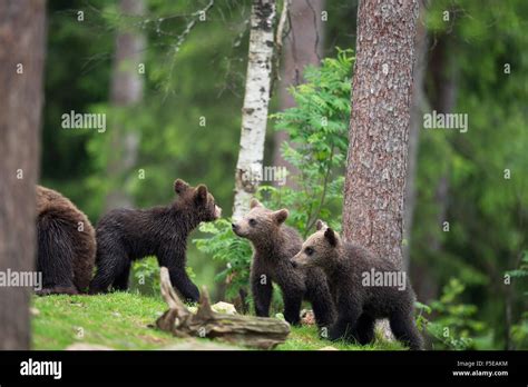 Brown Bear Cubs Ursus Arctos Finland Scandinavia Europe Stock