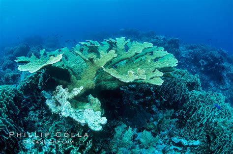 Elkhorn Coral Acropora Palmata Roatan Honduras