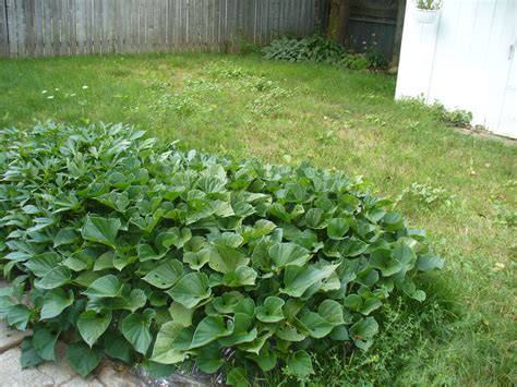 Grow Potatoes Zone 4 at Jessica Bullard blog