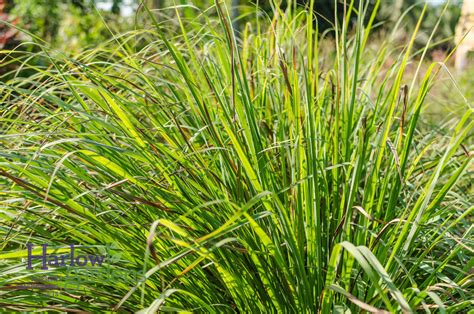 Lemon Grass Harlow Gardens