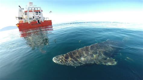 400 Year Old Greenland Shark ‘longest Living Vertebrate Bbc News