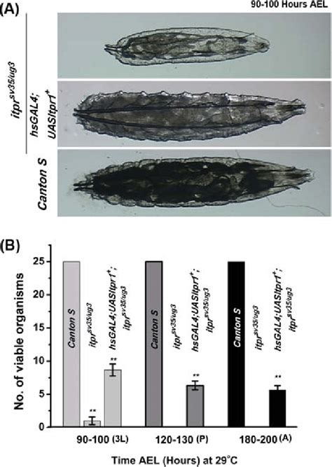 Rescue Of Growth And Lethality Defects Of Itpr Sv Ug With Ubiquitous