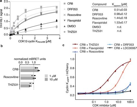 Cdk Inhibitors Block The Cr8 Induced Degradation Of Cyclin K A Download Scientific Diagram