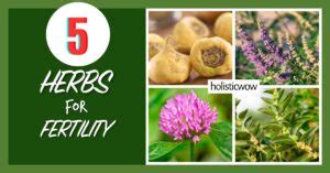 Traditional Herbs To Boost Your Fertility Naturally