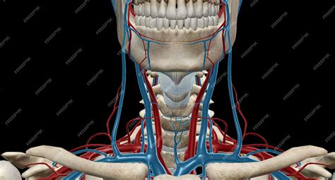 Premium Photo The Carotid Sheath Contains The Common And Internal