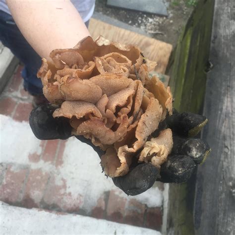 identification - What is this fungus? - Gardening & Landscaping Stack Exchange