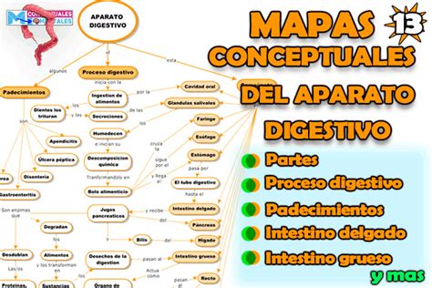 Mapa Conceptual Del Aparato Digestivo Función Partes Y Padecimientos