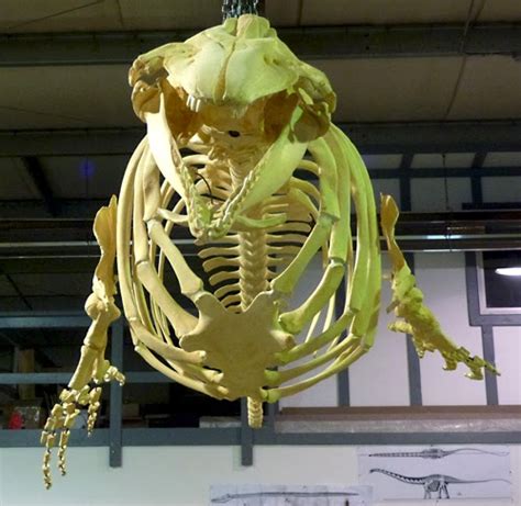 Robert S. Pohl ... : Beluga Whale Skeleton