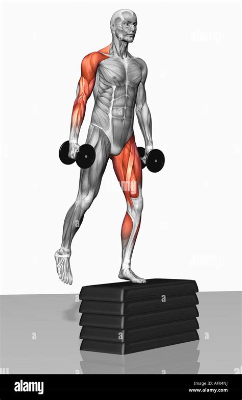 Dumbbell step-up exercise (Part 1 of 2 Stock Photo - Alamy