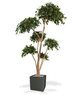 Ficus Exotica artificiel deluxe 180 cm vert Produits en Exclusivité