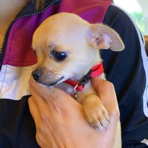 Chihuahua Perros De Venta En Quito Guayaquil Cuenca Y Todo Ecuador