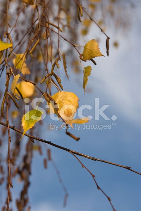 Autumn Beech Leaves Stock Photo | Royalty-Free | FreeImages