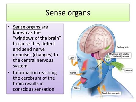 Sense Organs PPT