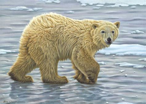 Eric Wilson Fine Art Paintings Of American Wildlife Including Grizzly