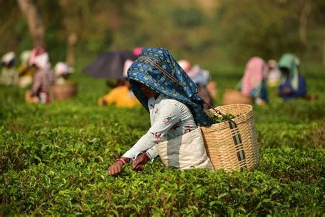 Asia Album Tea Plucking In Lush Assam Tea Gardens Of India Xinhua