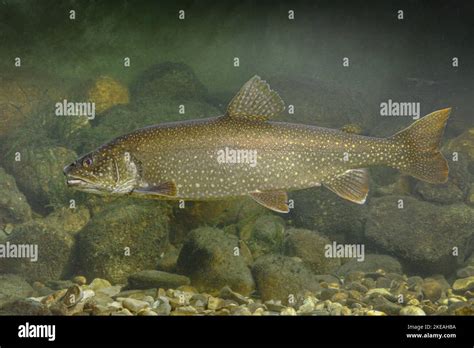 American Lake Trout Great Lake Trout Lake Trout Salvelinus Namaycush