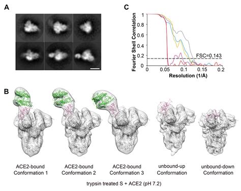 Cryo EM Structure Of The SARS Coronavirus Spike Glycoprotein In Complex